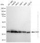 KD-Validated Anti-Cdk4 Rabbit Monoclonal Antibody